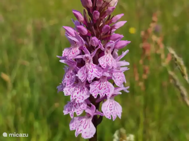 Orchis, Meddo's veen.